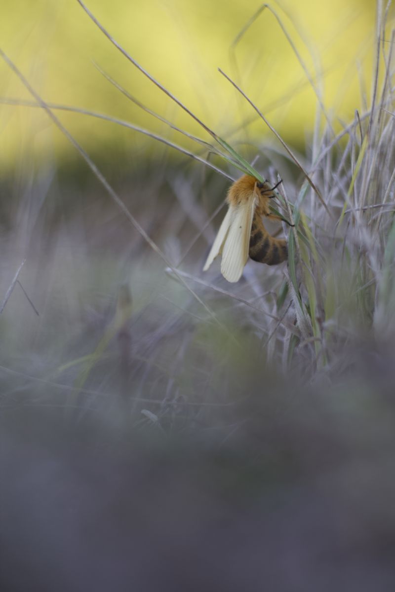 Una falena che non riesco a riconoscere: Lemonia taraxaci - Brahmaeidae